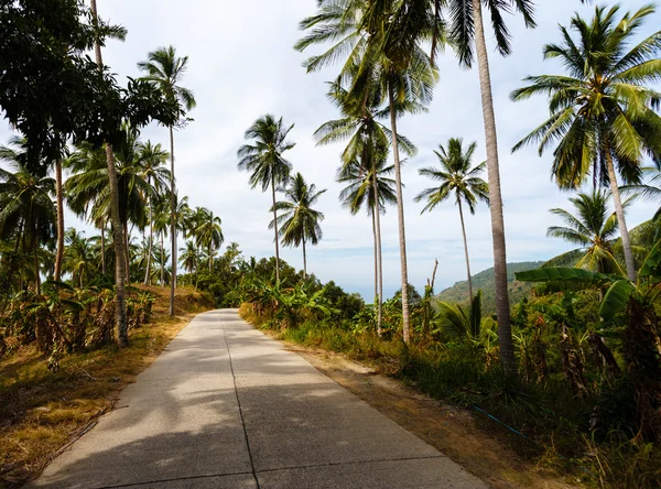 Camino en la selva de palmeras de Tailandia — Foto de Stock