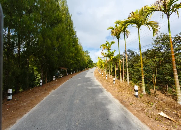 Camino en la selva de palmeras de Tailandia — Foto de Stock