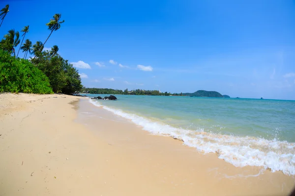 Пляжна панорама з пальмами — стокове фото