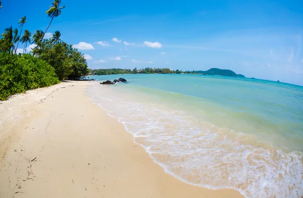 Panorama beach med palmer — Stockfoto