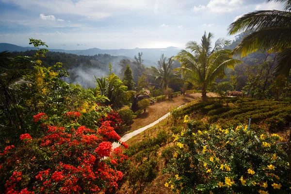Palma paisaje, flores, montañas a Tailandia Samui — Foto de Stock