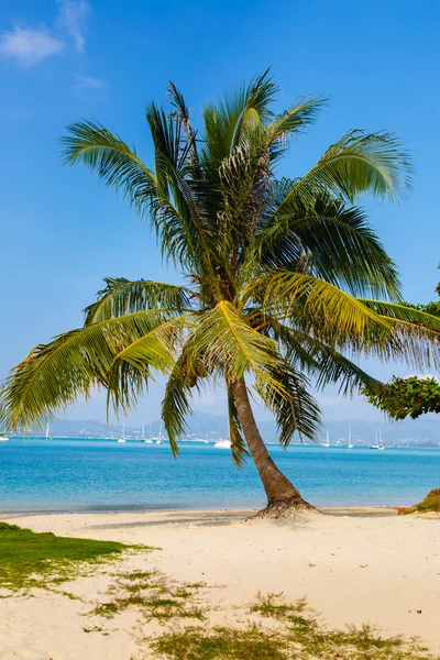 Paisaje del mar, el barco, una palmera en Phuket — Foto de Stock