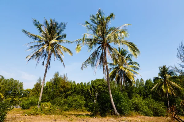 Paisaje tropical de una palmera en Tailandia — Foto de Stock