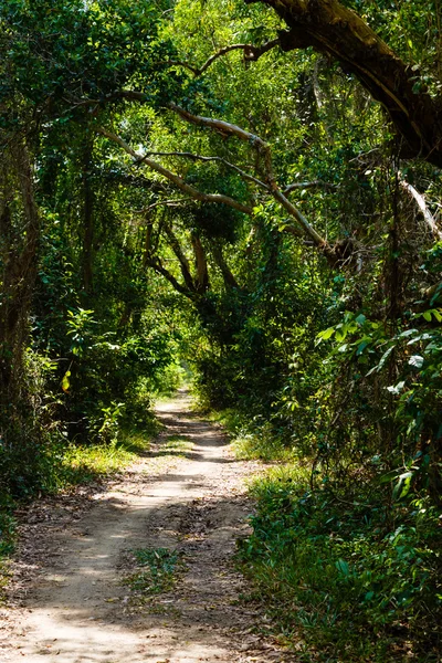 Paisaje es caro en una selva tropical — Foto de Stock