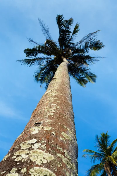 Palmera en la orilla del mar — Foto de Stock