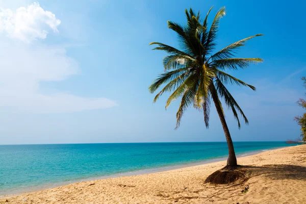 Palmera en la orilla del mar —  Fotos de Stock