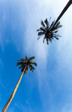 Tayland 'da bir palmiye ağacının tropik manzarası