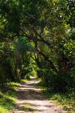 Manzara yağmur ormanlarında pahalıdır.