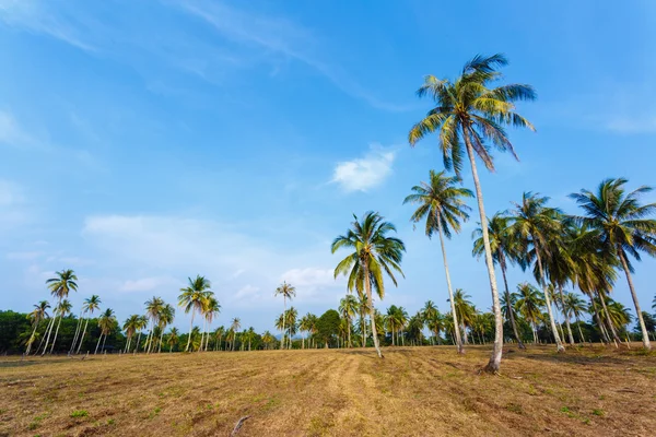 Paisaje tropical de una palmera en Tailandia — Foto de Stock