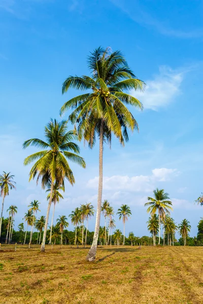 Paisaje tropical de una palmera en Tailandia — Foto de Stock