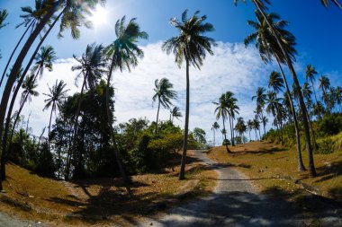 Yolun ortasında tropikal, palmiye ağaçları