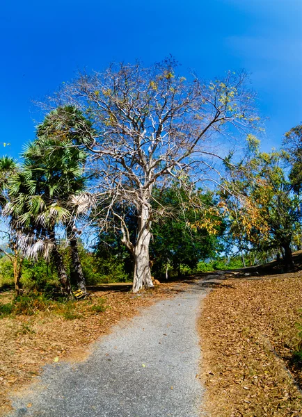 El camino en los trópicos, palmeras — Foto de Stock