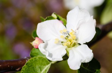 Çiçek açması elma makro çekim