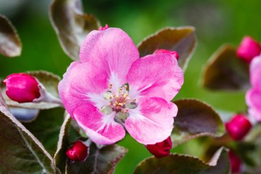 Çiçek açması elma makro çekim