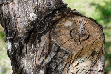 Ağaç kabuğu macroshooting