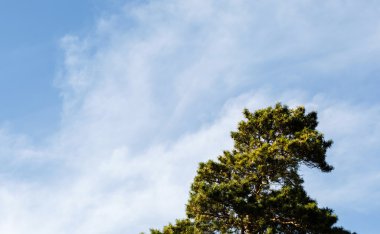 gökyüzüne karşı bir ağacın bir parçası