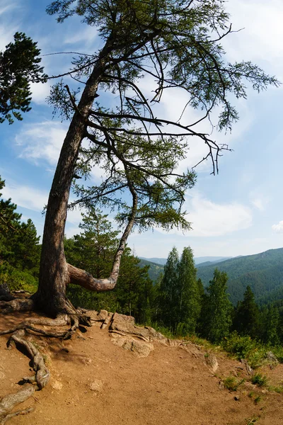 Paisagem de verão uma árvore contra montanhas — Fotografia de Stock