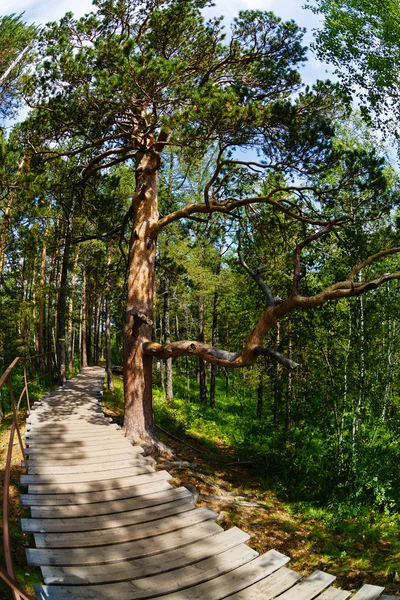 Verano paisaje un árbol, el camino, en el bosque — Foto de Stock