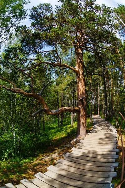 Verano paisaje un árbol, el camino, en el bosque — Foto de Stock