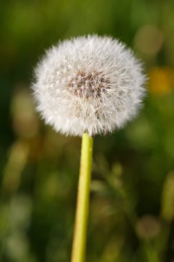 çiçek bir karahindiba 