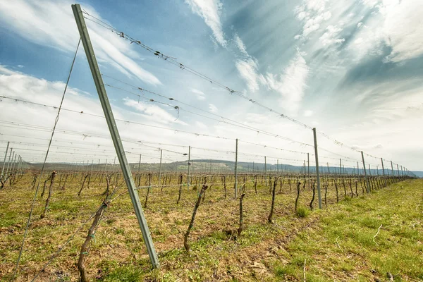 Sorok a szőlőben, tavasszal — Stock Fotó