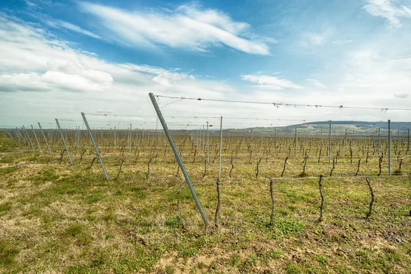 Sorok a szőlőben, tavasszal — Stock Fotó