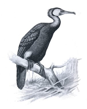 Büyük karabatak - Phalacrocorax carbo çizimi