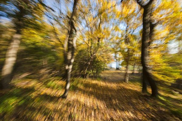 Spouštění v podzimním lese — Stock fotografie