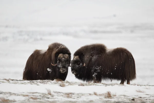 Musk-ox pair in Norge in Dovrefjell Nation Park — Stock Photo, Image