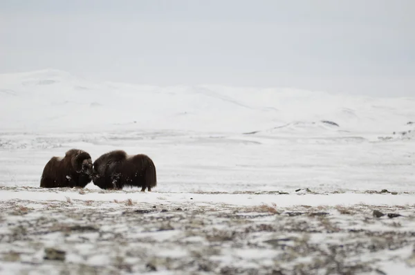 Moschusochsenpaar in Norge im Dovrefjell Nationalpark — Stockfoto