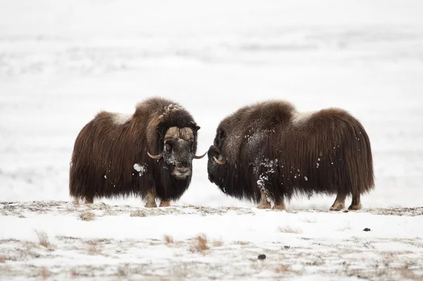 Musk-ox pair in Norge in Dovrefjell Nation Park — Stock Photo, Image