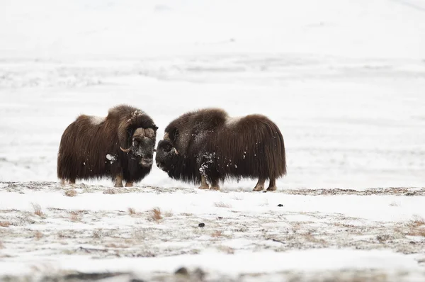 Misk öküzü çift norge dovrefjell ulus Parkı içinde — Stok fotoğraf