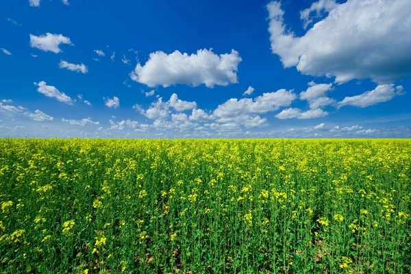 Blooming colzafield under blue sky with white clouds — Stock Photo, Image