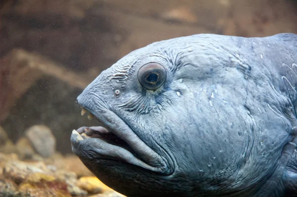 Enguia Moray no aquário — Fotografia de Stock
