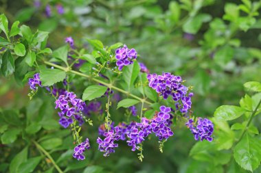 Duranta erekta L. Veya Golden Dewdrop, Pigeon Berry, Sky Flower.