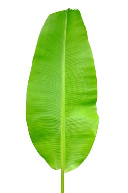 Beyaz arkaplanda izole edilmiş muz yaprağı