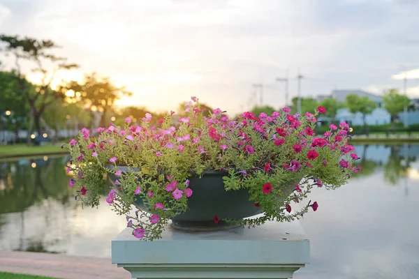 庭で鍋にピンクのペチュニアの花を咲かせます — ストック写真