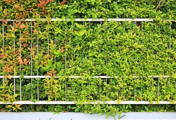 Yeşil Duvar Arkaplanı Dekoratif Yaprak Dokusu — Stok fotoğraf