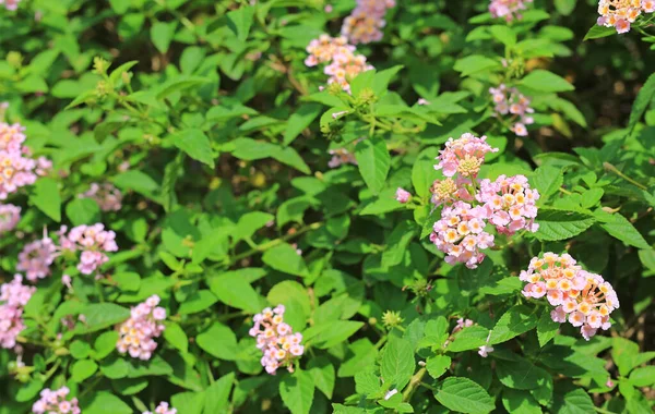 Lantana Camara Yang Mekar Indah Bunga Bunga Kecil Taman — Stok Foto