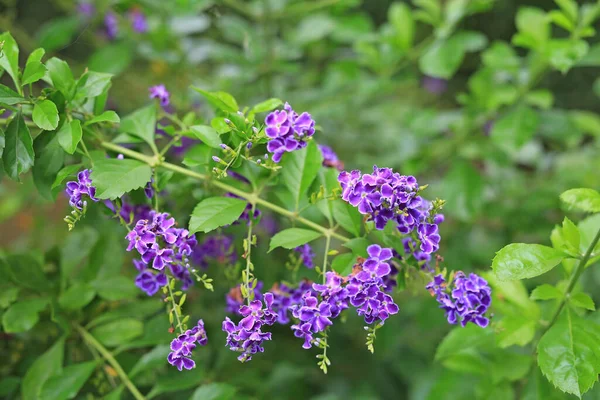 Duranta Erecta Golden Dewdrop Pigeon Berry Sky Flower — стокове фото