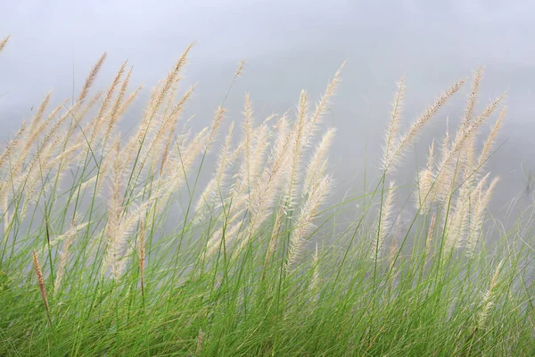 Flower Grass Wind Winter Season White Sky Background — Stock Photo, Image