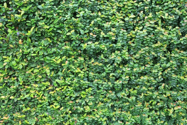 Green Leaves Wall Fence Texture Background — Stock Photo, Image