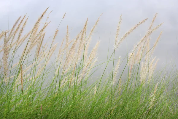 白い空の背景に冬の季節に風の下で花草 — ストック写真