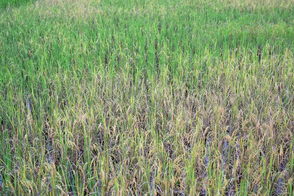 Grüner Und Gelber Reis Feld — Stockfoto