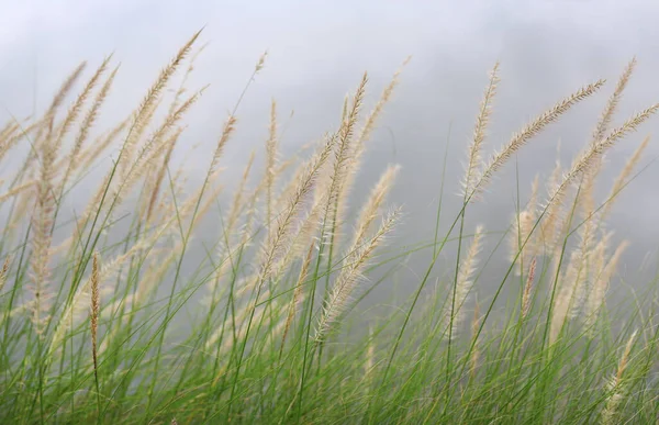 Flower Grass Wind Winter Season White Sky Background — Stock Photo, Image