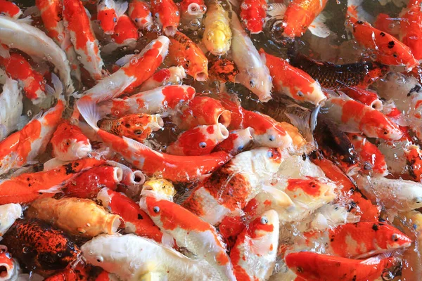Güzel Renklerde Koi Balığı Gölette Yüzer — Stok fotoğraf