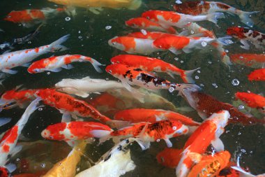 Birçok Koi balığı havuzda yüzerek beslenmeyi bekliyor..