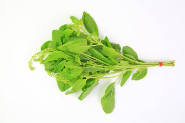 Beyaz arka planda Tayland fesleğeni.