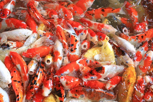 Birçok Koi Balığı Havuzda Yüzerek Beslenmeyi Bekliyor — Stok fotoğraf