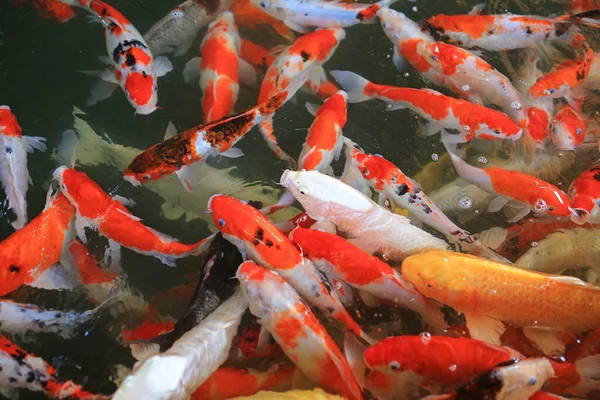 Peixes Carpa Nadando Piscina Esperando Por Comida — Fotografia de Stock